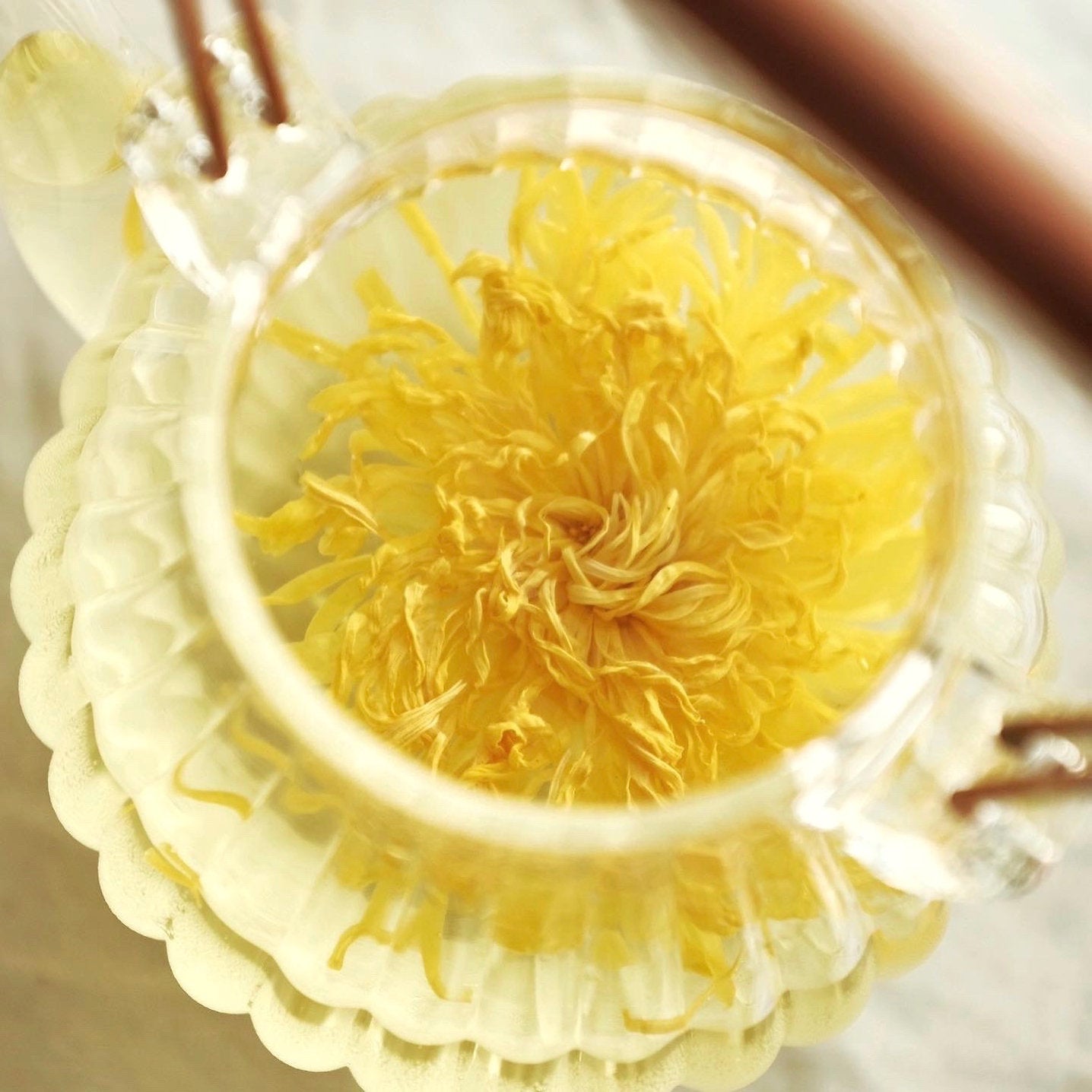 Royal Chrysanthemum - 10pcs